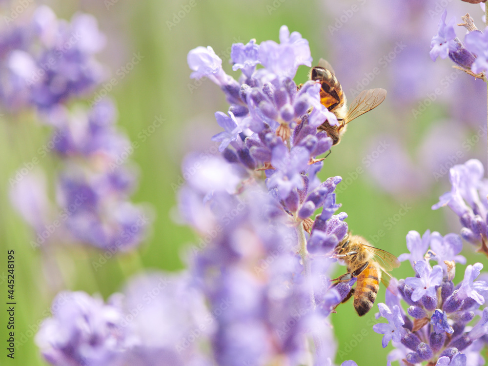 Dzień Pszczoły. The Bee Day. Pracowite pszczoły zapylają kwiaty, tonacja pastelowa, high key, close up., bokeh, rozmyte tło Dzień Pszczoły. The Bee Day. Pracowite pszczoły zapylają kwiaty, tonacja pastelowa, high key, close up., bokeh, rozmyte tło