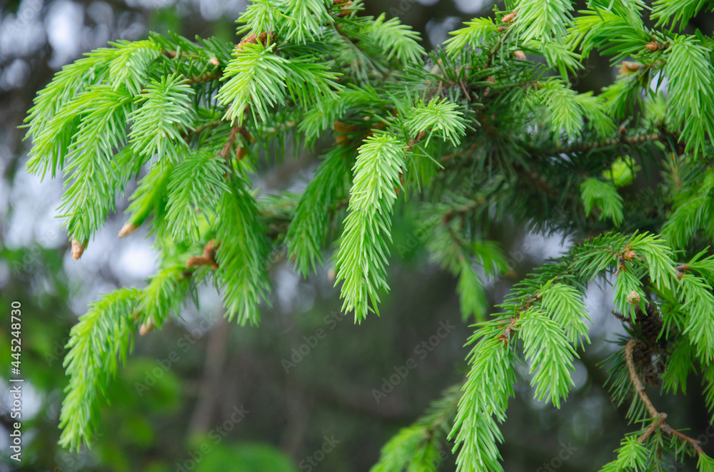 Young Yellow Pine Cones On The Branches Young Yellow Pine Cones On The Branches