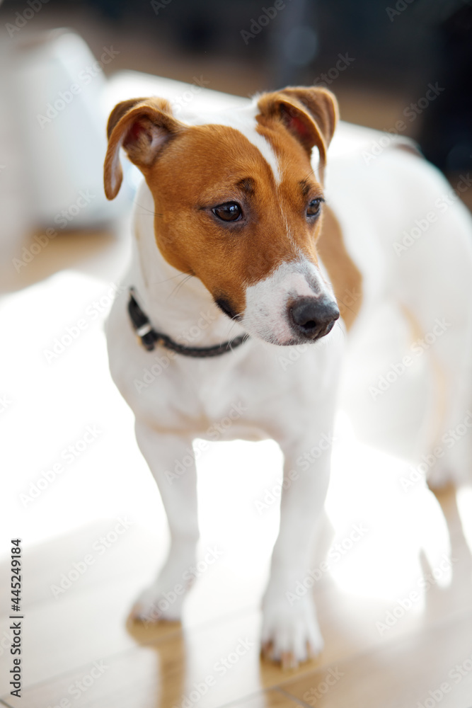 jack russell terrier dog stand looking at side cutely, domestic animal at home. dogs, pets, animals concept