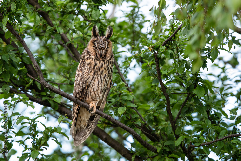 Cute Long-eared owl sleeping on a tree branch, majestic owl portrait, Asio Otus sleeps with eyes closed Cute Long-eared owl sleeping on a tree branch, majestic owl portrait, Asio Otus sleeps with eyes closed