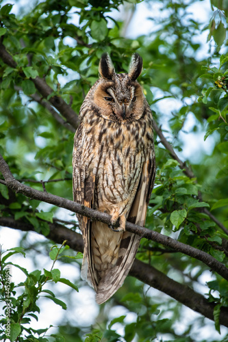 Cute Long-eared owl sitting on a tree branch, majestic owl portrait, cute Asio Otus sleeps with closed eyes