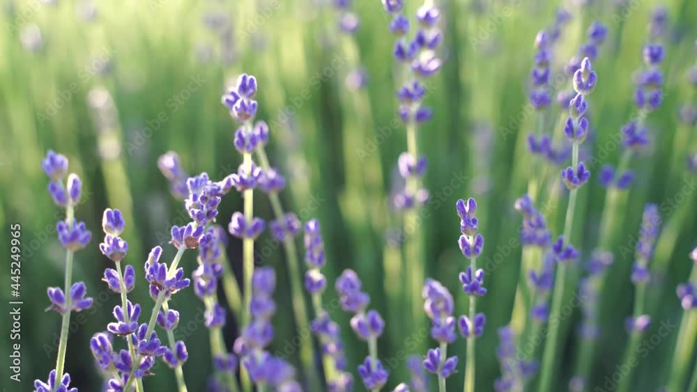 Fields of lavender flower blooming fragrant in endless rows at sunset. Selective focus on bushes of lavender purple fragrant flowers in the lavender fields. Fields of lavender flower blooming fragrant in endless rows at sunset. Selective focus on bushes of lavender purple fragrant flowers in the lavender fields.