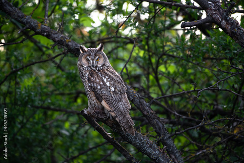 cute Long-eared owl sitting on tree branch, majestic owl, Asio Otus staring with big bright eyes wide open