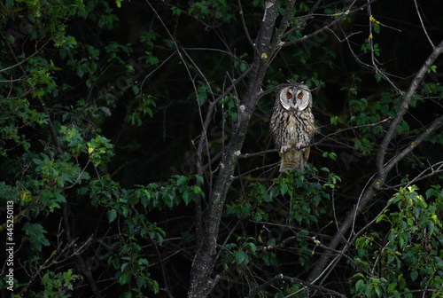Owl hidden in trees, Long-eared owl hunting and hiding, bright shiny eyes of an owl, focused asio otus waiting for pray, aristocratic bird