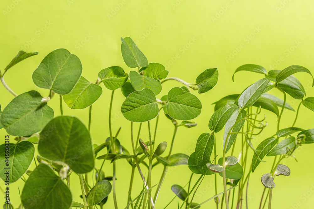 Leaves of young greenery. Gardening concept, spring seasonal works