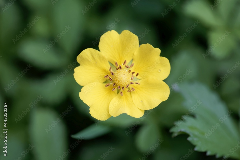 Creeping cinquefoil, Potentilla reptans Creeping cinquefoil, Potentilla reptans