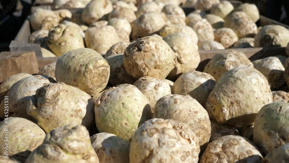 Many celery roots lying on a wooden pallet inside of an agricultural plant Many celery roots lying on a wooden pallet inside of an agricultural plant