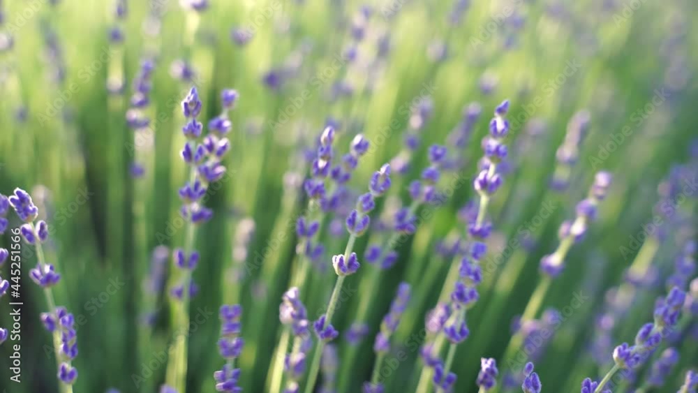 Fields of lavender flower blooming fragrant in endless rows at sunset. Selective focus on bushes of lavender purple fragrant flowers in the lavender fields. Fields of lavender flower blooming fragrant in endless rows at sunset. Selective focus on bushes of lavender purple fragrant flowers in the lavender fields.