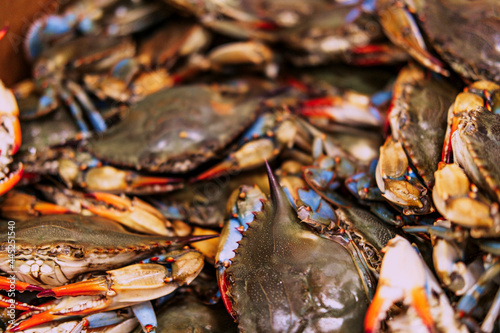Live Blue Shell Crabs © Ezume Images