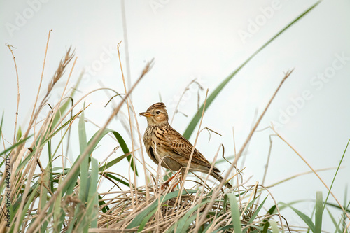 Skylark eating a spider on the grass, close up in the springtime in Scotland