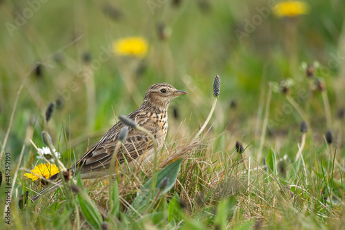 Skylark on the grass, close up in the springtime in Scotland