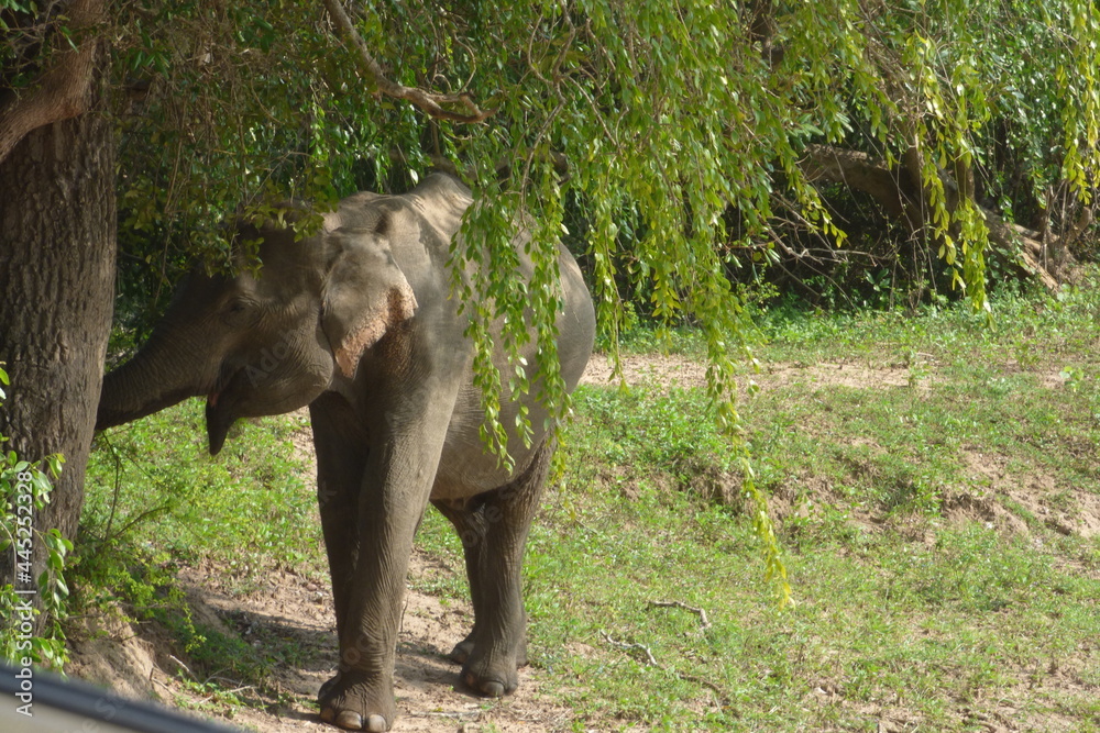 Obraz premium elephant 