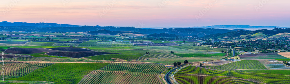 Panorama of the valley of vineyards at sunset, sunrise