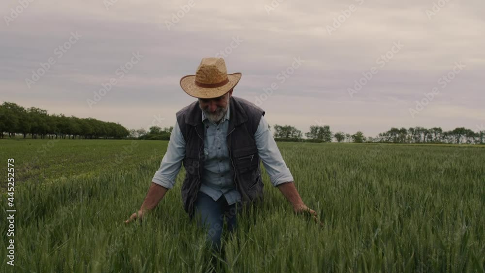senior man walking through wheat filed senior man walking through wheat filed