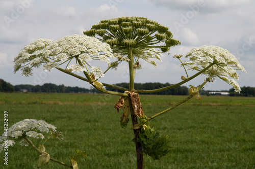 A dangerous flower in the Netherlands. photo