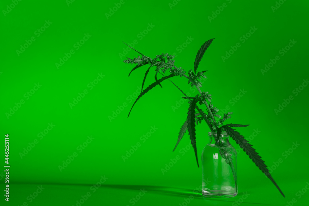 Hemp branch in a glass jar. Copy space. Hemp branch in a glass jar. Copy space.