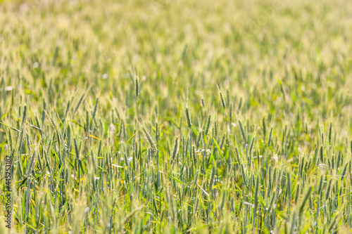 A field of cereals with unripe spikelets, the tops of some are entangled in cobwebs that stretch further. Selective focus.