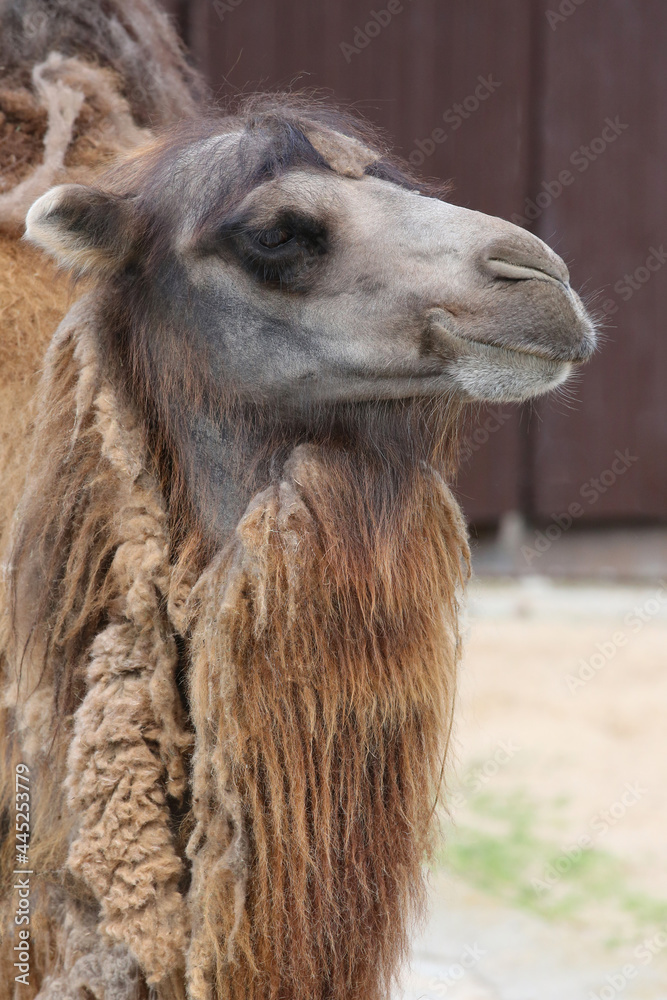 Camel portrait in the zoo, side view