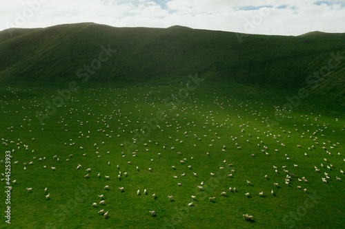 Sheep scattered on grassy paddock in New Zealand, Farming, Wool