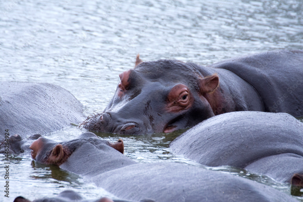 Fototapeta premium Hippos relaxing in the water