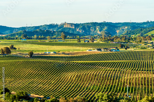 Rolling hills of Vineyards from View Above