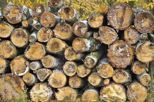 Pile of cut birch tree trunks