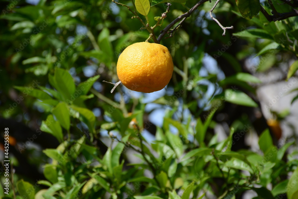 Big orange orange close-up on a tree