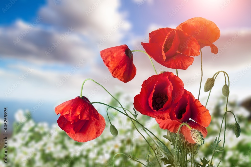 Obraz premium Edelweiss.