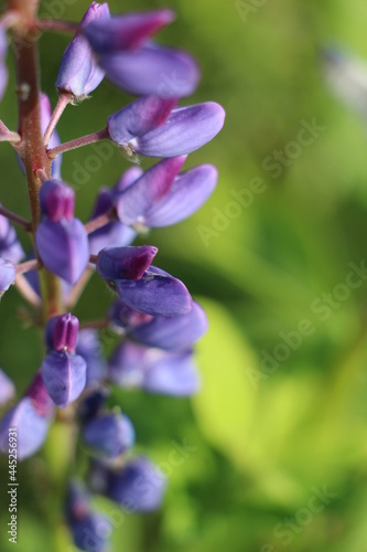 close up of purple flower 