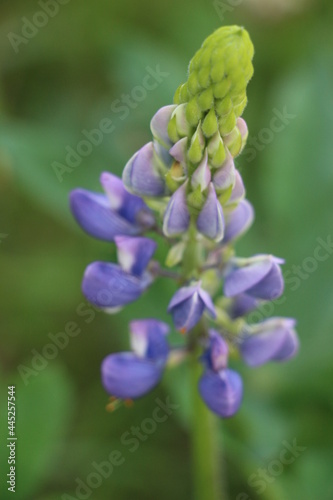 close up of a flower