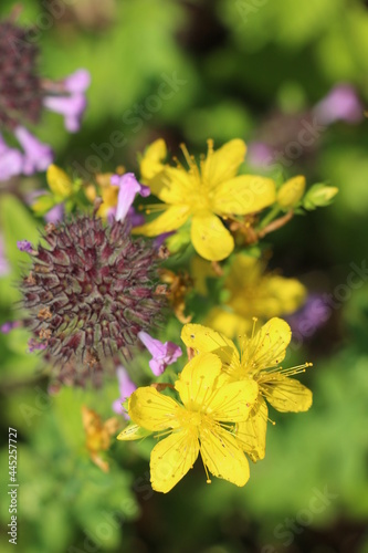 flowers