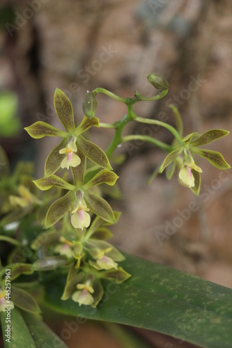 Green orchid flower. Flor de orquídea verde. 