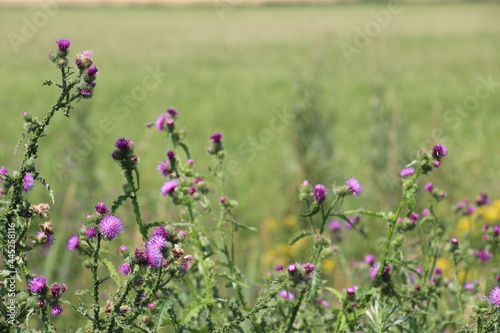 field of flowers