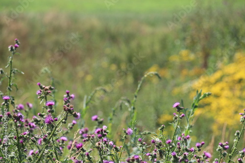 field of flowers