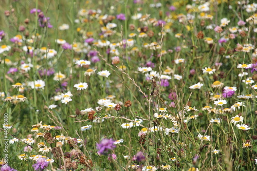 field of flowers