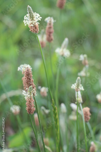 flowers in the field