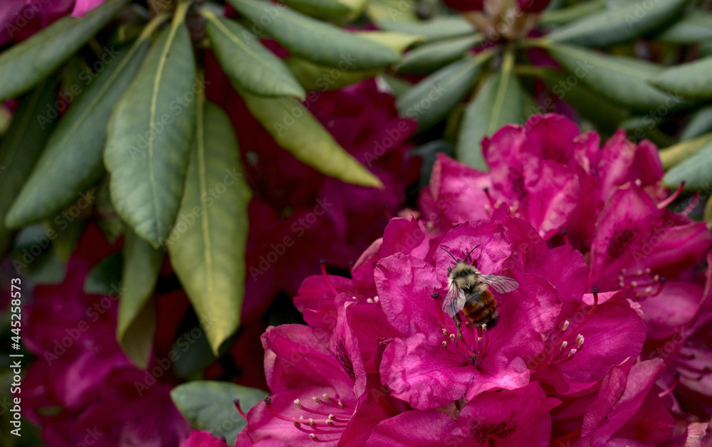Fototapeta premium pink and yellow flower