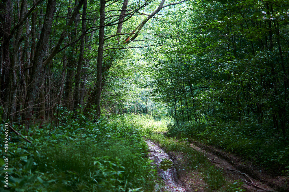 Fototapeta premium Mysterious tree in the forest completely covered with thick moss