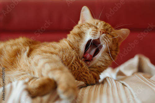 Yawning Ginger Tabby Cat on Sofa. Sleepy Orange Cat Indoors. Tired Red Domestic Animal on Couch.