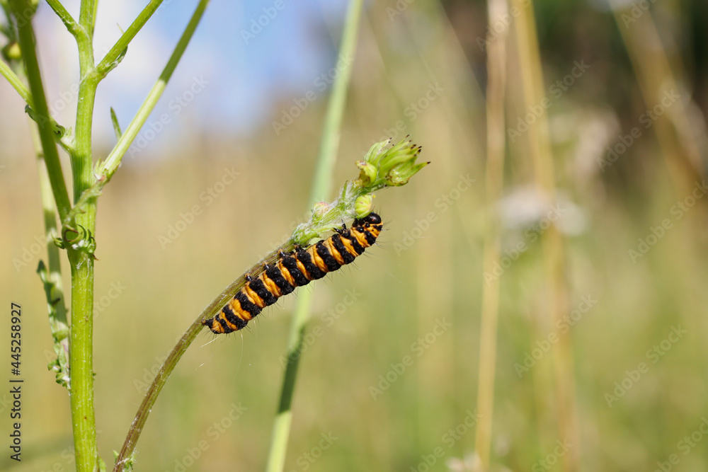 Close-up of Cinnabar Moth Caterpillar in Summer Nature. Orange and Black Striped Insect on Common Ragwort Flowering Plant.