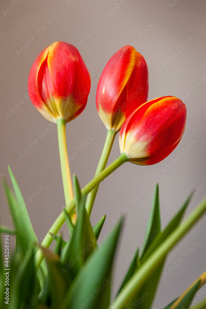 Fototapeta premium Three Red Tulips