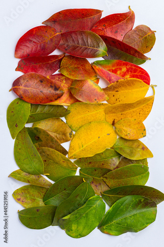 leaf, folhas de árvores, cores, colors.