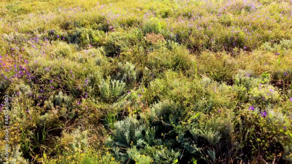 field of medicinal herbs aerial view. video from a quadrocopter field of medicinal herbs aerial view. video from a quadrocopter