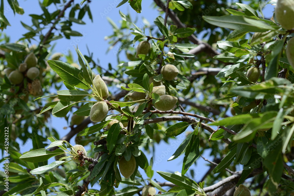 Big tree with with almond nut on a background of blue sky