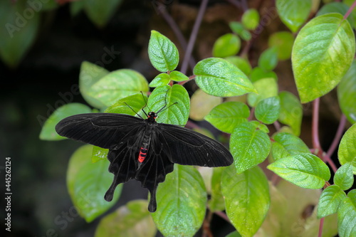 A large tropical poison butterfly of black color with red markings in a green forest setting. Atrophaneura semperi. photo