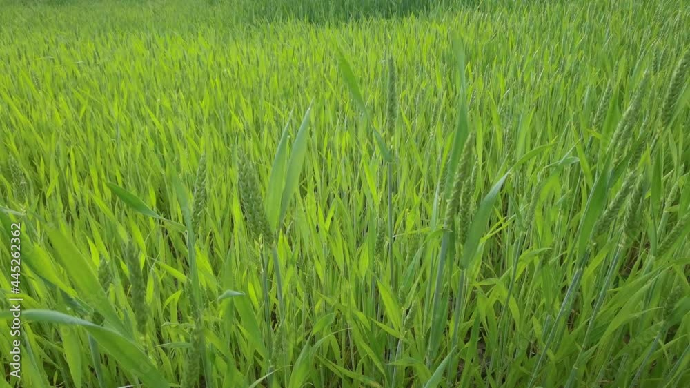 Ripening ears of meadow wheat field. Rich harvest Concept. Slow motion Wheat field. Ears of green wheat close up. Beautiful Nature, Rural Scenery. Ripening ears of meadow wheat field. Rich harvest Concept. Slow motion Wheat field. Ears of green wheat close up. Beautiful Nature, Rural Scenery.