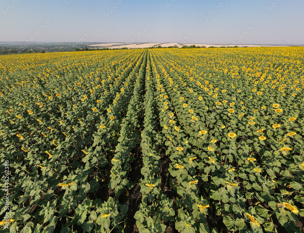 Aerial view of Young sunflowers grow on field. Rows of young green sunflower plants in field, agriculture in summer