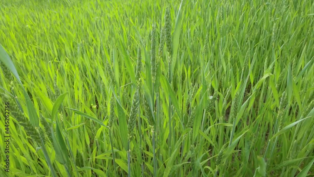 Ripening ears of meadow wheat field. Rich harvest Concept. Slow motion Wheat field. Ears of green wheat close up. Beautiful Nature, Rural Scenery. Ripening ears of meadow wheat field. Rich harvest Concept. Slow motion Wheat field. Ears of green wheat close up. Beautiful Nature, Rural Scenery.