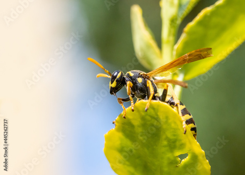 Fényképezés A hunting wasp - Philanthus, Bee-hunters, sitting on flower and watch her victim - honey bee