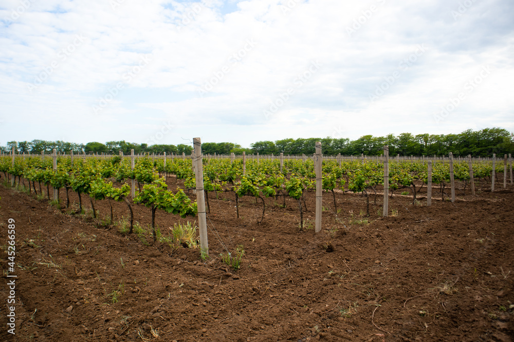 vineyard fields, grape leaves in summer, Ukraine, Odessa region, Shabo